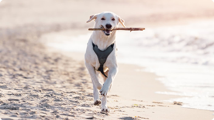 dog carrying stick on beach